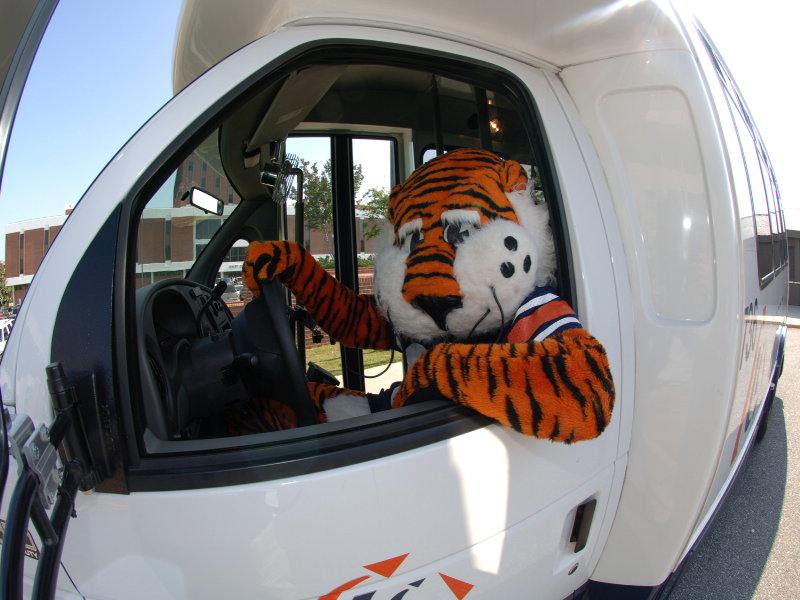The Auburn University tiger mascot behind the wheel of a campus bus